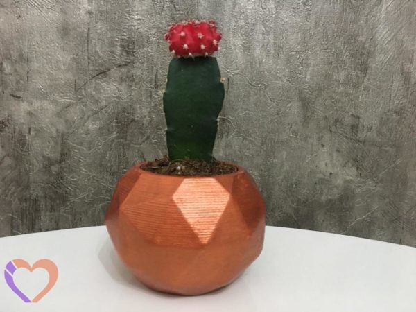 Aeris Küçük Saksı